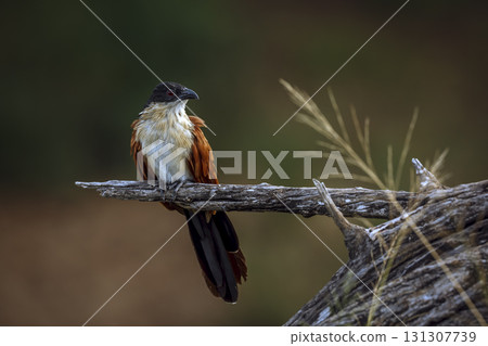 Burchell Coucal in Greater Kruger National park, South Africa 131307739