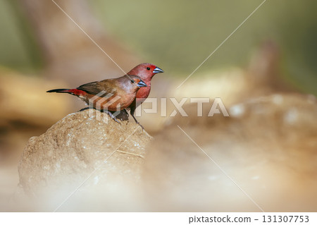 Jameson Firefinch in Greater Kruger National park, South Africa Jameson Firefinch in Greater Kruger National park, South Africa 131307753