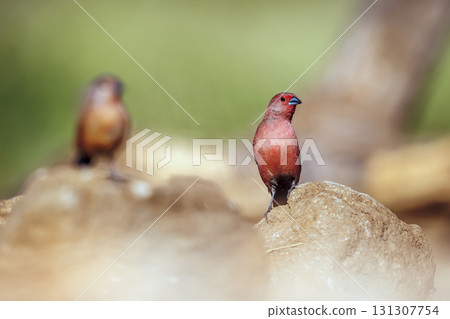 Jameson Firefinch in Greater Kruger National park, South Africa 131307754