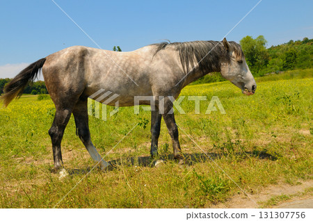 Dappled horse grazing in a sunny green field 131307756