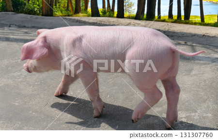 Young pink piglet walking outdoors on a farm Young pink piglet walking outdoors on a farm 131307760