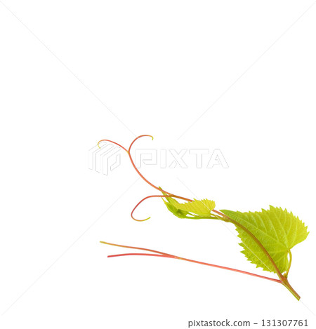 Young grape vine branch with tendrils on a white background Young grape vine branch with tendrils on a white background 131307761