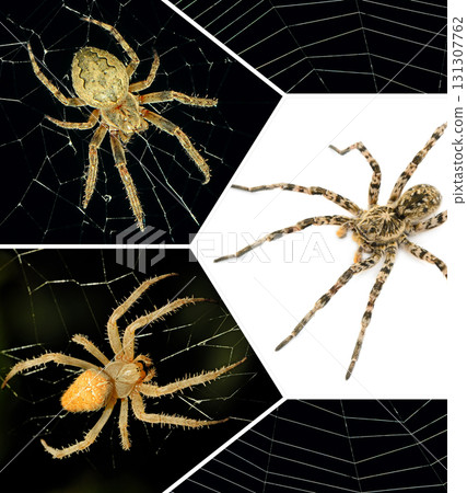 Spiders collection in a creative geometric collage 131307762