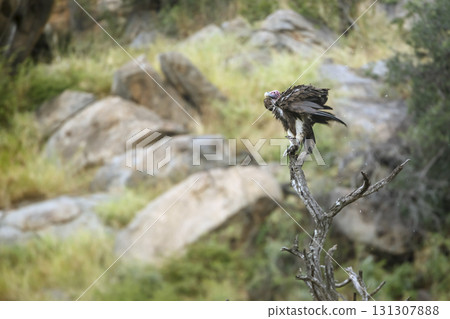 Lappet faced Vulture in Greater Kruger National park, South Africa Lappet faced Vulture in Greater Kruger National park, South Africa 131307888