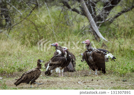 Lappet faced Vulture in Greater Kruger National park, South Africa 131307891