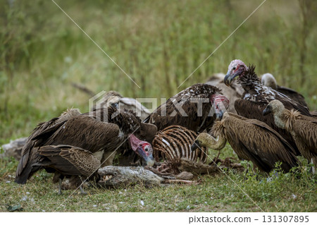 Lappet faced Vulture in Greater Kruger National park, South Africa 131307895