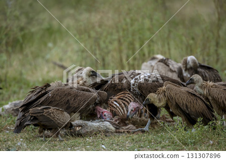 Lappet faced Vulture in Greater Kruger National park, South Africa 131307896