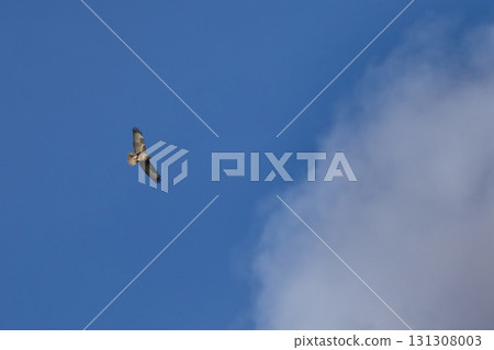 Common Buzzard (Buteo buteo) in flight, wildlife Common Buzzard (Buteo buteo) in flight, wildlife 131308003