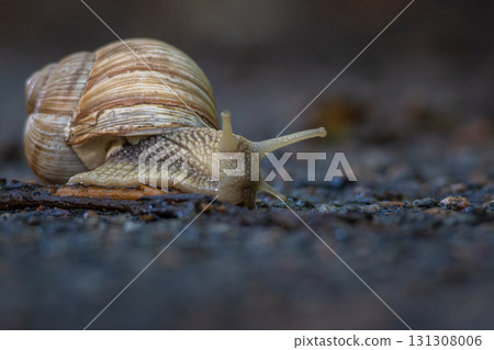 Helix pomatia also Roman snail, Burgundy snail 131308006