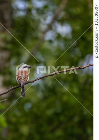 Wildlife shot of Red-backed Shrike (Lanius collurio) on the branch. Wildlife shot of Red-backed Shrike (Lanius collurio) on the branch. 131308007