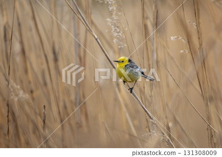 Citrine wagtail motacilla citreola male sitting on grass. 131308009