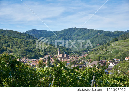 Golden Grapes Across Alsace Vineyards-Andlau Golden Grapes Across Alsace Vineyards-Andlau 131308012