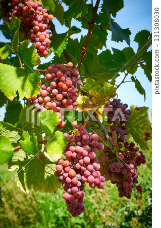 Golden Grapes Across Alsace Vineyards Golden Grapes Across Alsace Vineyards 131308030