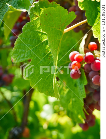 Golden Grapes Across Alsace Vineyards Golden Grapes Across Alsace Vineyards 131308031