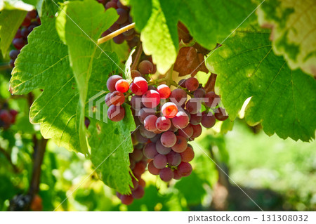 Golden Grapes Across Alsace Vineyards Golden Grapes Across Alsace Vineyards 131308032