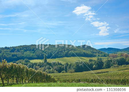 Golden Grapes Across Alsace Vineyards Golden Grapes Across Alsace Vineyards 131308036