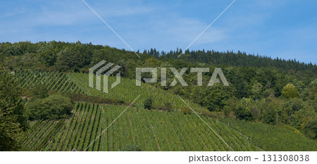 Golden Grapes Across Alsace Vineyards Golden Grapes Across Alsace Vineyards 131308038