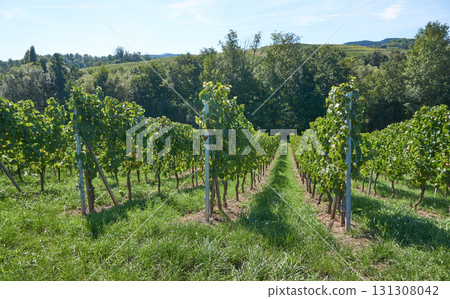 Golden Grapes Across Alsace Vineyards Golden Grapes Across Alsace Vineyards 131308042