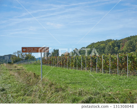 Golden Grapes Across Alsace Vineyards-Alsace Wine Route 131308048