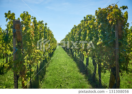 Golden Grapes Across Alsace Vineyards Golden Grapes Across Alsace Vineyards 131308056