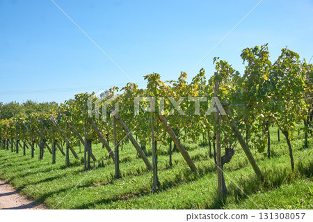 Golden Grapes Across Alsace Vineyards Golden Grapes Across Alsace Vineyards 131308057