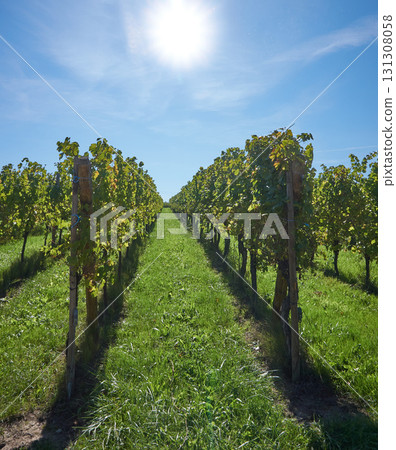 Golden Grapes Across Alsace Vineyards Golden Grapes Across Alsace Vineyards 131308058
