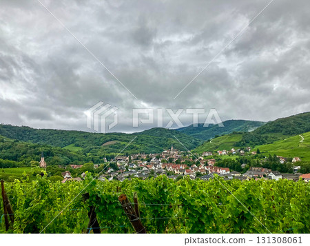 Golden Grapes Across Alsace Vineyards Golden Grapes Across Alsace Vineyards 131308061