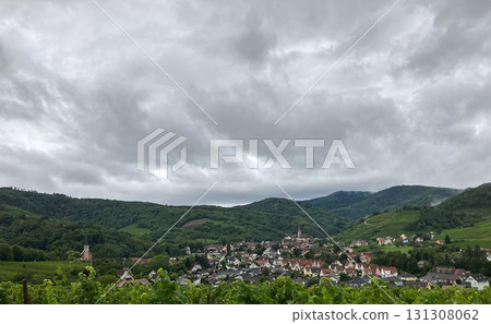 Golden Grapes Across Alsace Vineyards Golden Grapes Across Alsace Vineyards 131308062