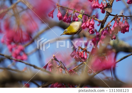 栗子煙熏櫻花花蜜 131308123