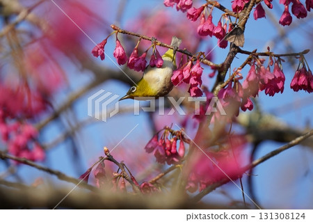栗子煙熏櫻花花蜜 131308124