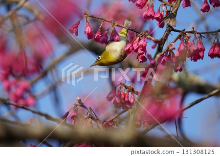 栗子煙熏櫻花花蜜 131308125