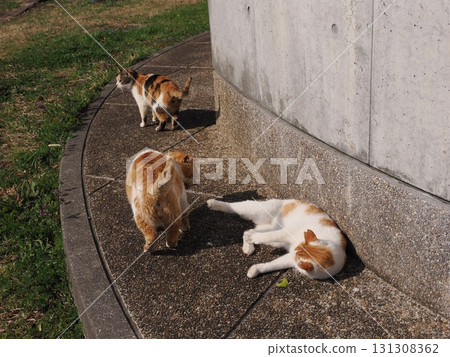 Cute cats sunbathing together in a colony 131308362