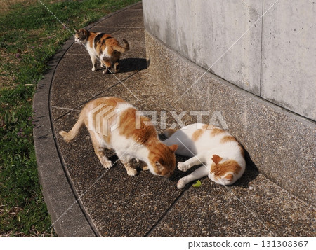 Cute cats sunbathing together in a colony Cute cats sunbathing together in a colony 131308367