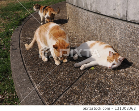 Cute cats sunbathing together in a colony 131308368
