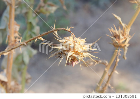 Wild plant. Thorn plant in garden in sunny day. Dry Carduus nutans grows in autumn. Seed head of wild flower. 131308591
