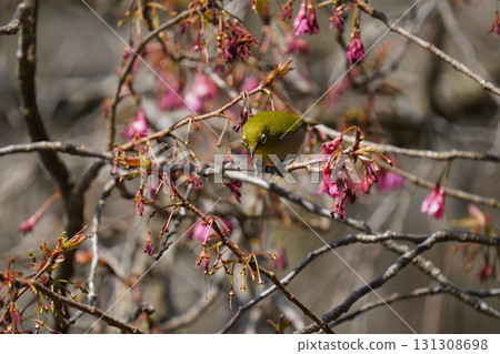 The chestnut smoky cherry blossom nectar The chestnut smoky cherry blossom nectar 131308698