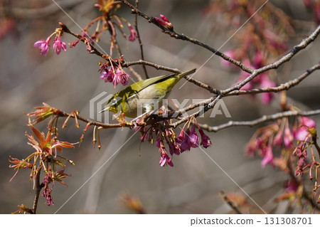栗子煙熏櫻花花蜜 栗子煙熏櫻花花蜜 131308701