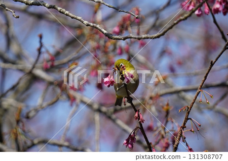 The chestnut smoky cherry blossom nectar The chestnut smoky cherry blossom nectar 131308707