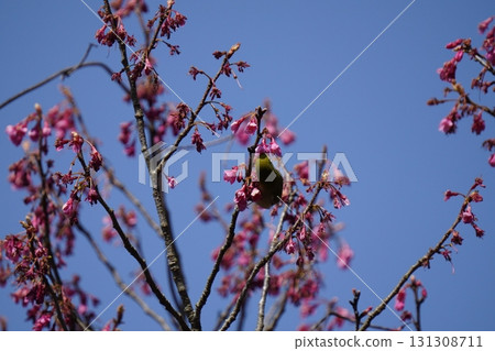 The chestnut smoky cherry blossom nectar The chestnut smoky cherry blossom nectar 131308711