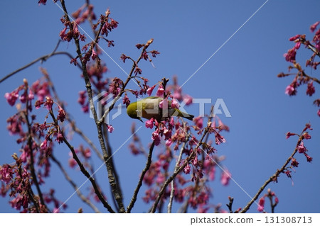 栗子煙熏櫻花花蜜 栗子煙熏櫻花花蜜 131308713