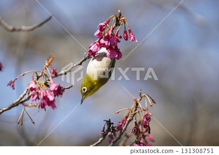栗子煙熏櫻花花蜜 栗子煙熏櫻花花蜜 131308751