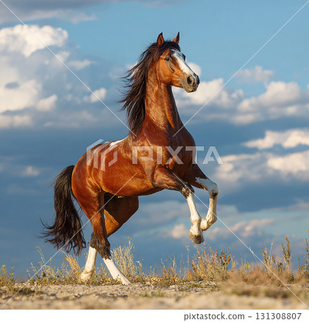 A powerful horse pose expressing freedom on the vast plains 131308807