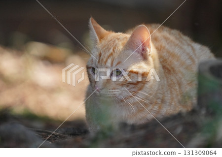 A cute kitten family living in a cat colony A cute kitten family living in a cat colony 131309064