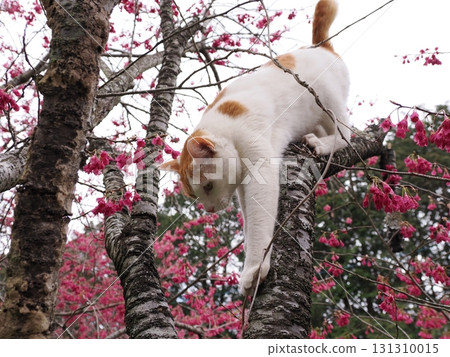 Winter cherry blossoms and a white cat Winter cherry blossoms and a white cat 131310015