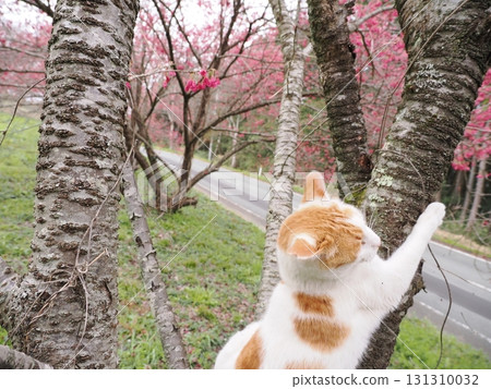 Winter cherry blossoms and a white cat Winter cherry blossoms and a white cat 131310032