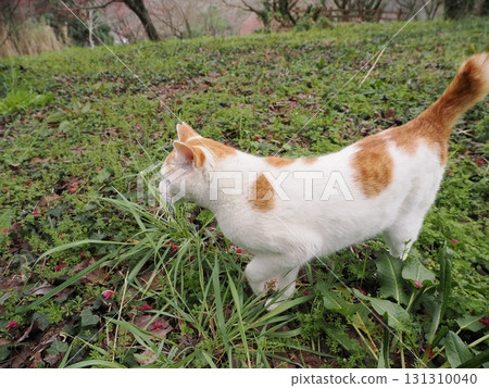 Winter cherry blossoms and a white cat 131310040