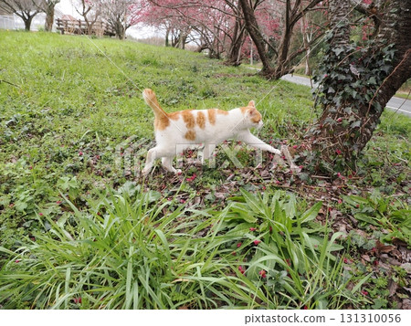Winter cherry blossoms and a white cat 131310056