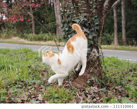 Winter cherry blossoms and a white cat 131310061