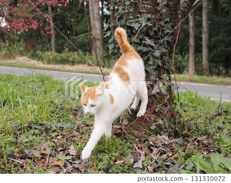 冬櫻花和一隻白貓 冬櫻花和一隻白貓 131310072