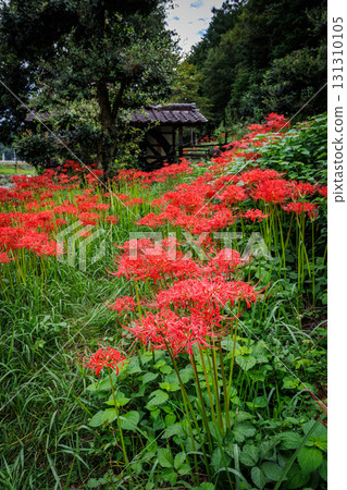 與群孤挺花的鄉下風景 131310105
